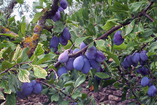 Hình 4: Mận châu Âu (Prunus domestica)
